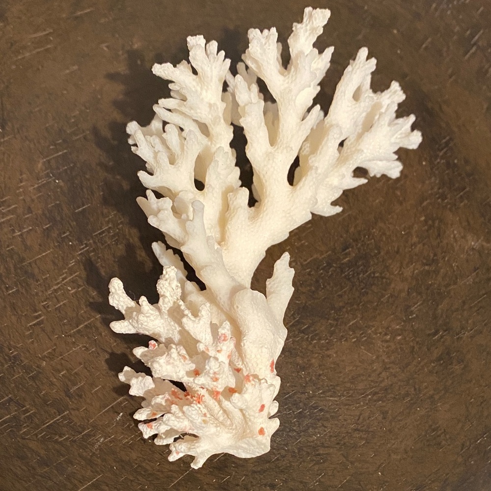 White Coral Accent Piece